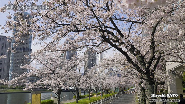 東京の桜名所 隅田川 TOKYO SUMIDA-RIVER Cherry Blossoms
