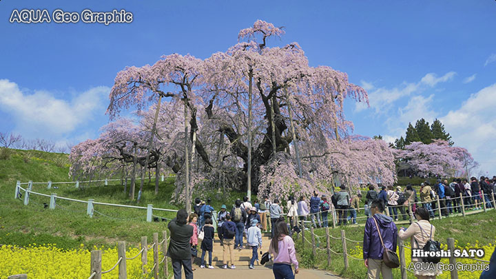 福島 桜名所 三春の滝桜