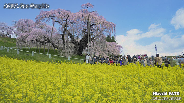 福島 桜名所 三春の滝桜