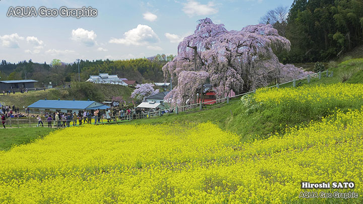 福島 桜名所 三春の滝桜