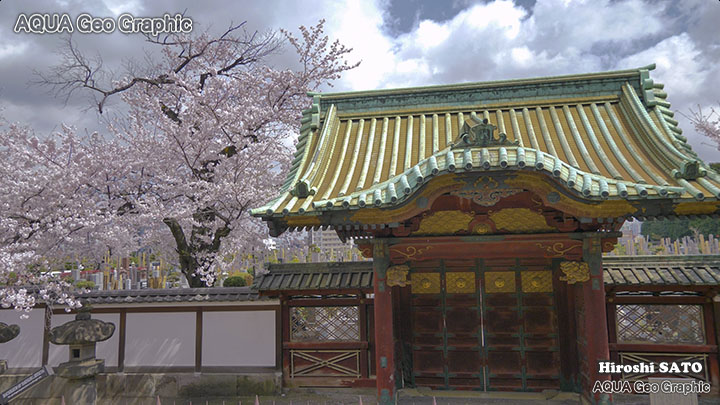 東京の桜名所 上野公園 TOKYO UENO Cherry Blossoms