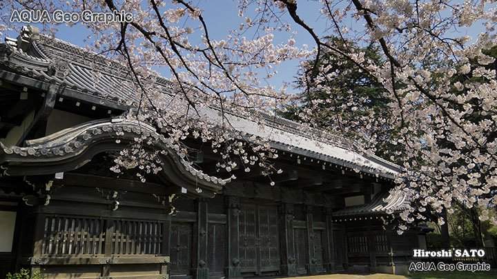 東京の桜名所 上野公園 TOKYO UENO Cherry Blossoms