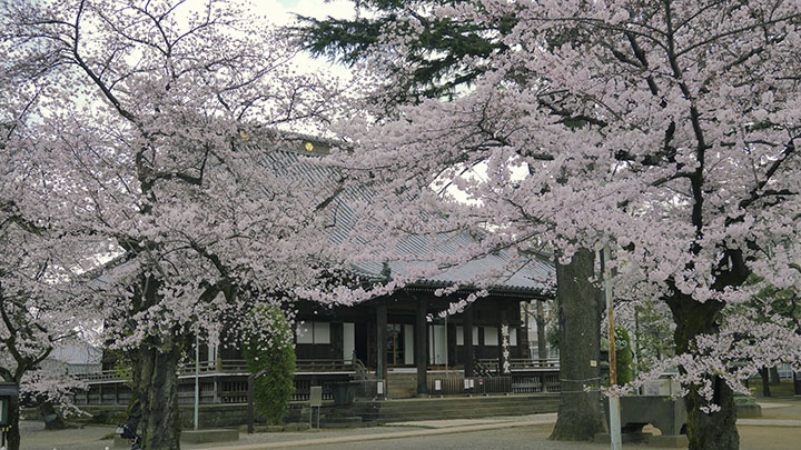 東京の桜名所 上野公園 TOKYO UENO Cherry Blossoms