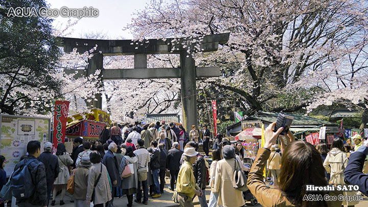 東京の桜名所 上野公園 TOKYO UENO Cherry Blossoms
