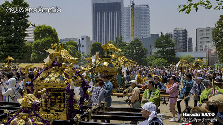 浅草の三社祭（浅草神社例大祭）