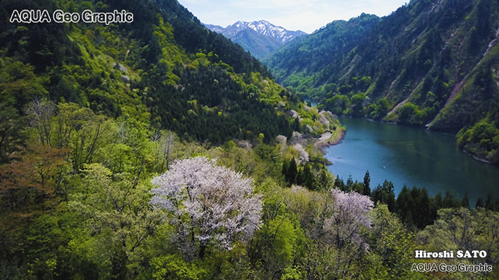 絶景空撮 絶景空撮 一本桜  Aerial Drone Shots 絶景 dji mavicc pro