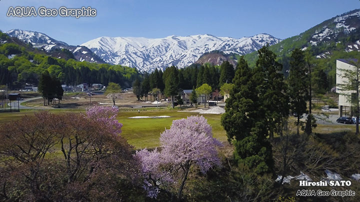 絶景空撮 絶景空撮 一本桜  Aerial Drone Shots 絶景 dji mavicc pro