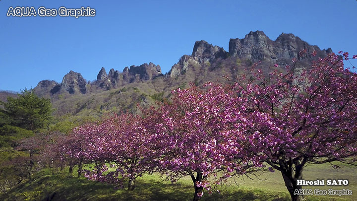絶景空撮 絶景空撮 一本桜  Aerial Drone Shots 絶景 dji mavicc pro