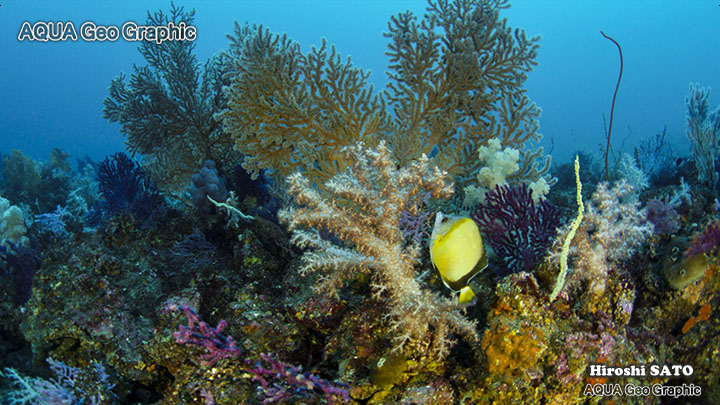 伊豆大島　伊豆諸島　伊豆七島　ダイビング　水中撮影　水中写真　秋の浜 多摩島しょ部