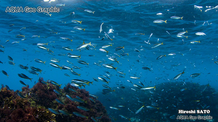 伊豆大島　伊豆諸島　伊豆七島　ダイビング　水中撮影　水中写真　秋の浜 多摩島しょ部