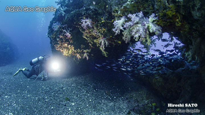 トリプルアーチ　伊豆大島　伊豆諸島　伊豆七島　水中撮影　水中映像　水中写真 多摩島しょ部