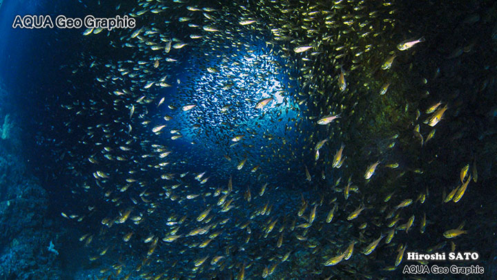 トリプルアーチ　伊豆大島　伊豆諸島　伊豆七島　水中撮影　水中映像　水中写真 多摩島しょ部