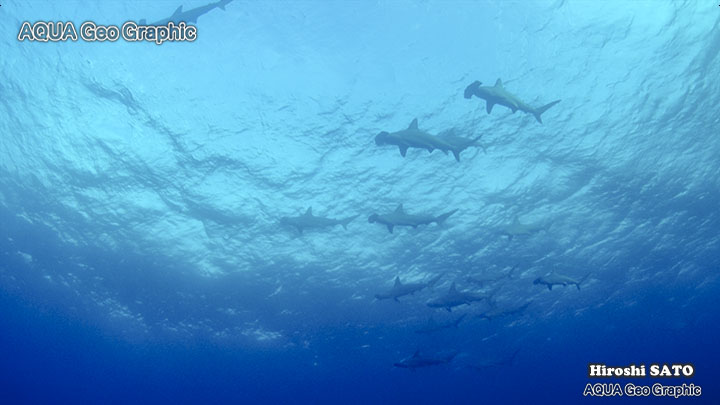 ハンマーヘッドシャーク　伊豆大島　伊豆諸島　伊豆七島　水中撮影　水中映像　水中写真 多摩島しょ部