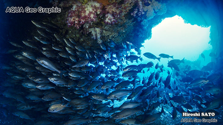 ダイビング　野田浜　伊豆大島　伊豆諸島　伊豆七島　水中撮影　水中映像　水中写真 多摩島しょ部