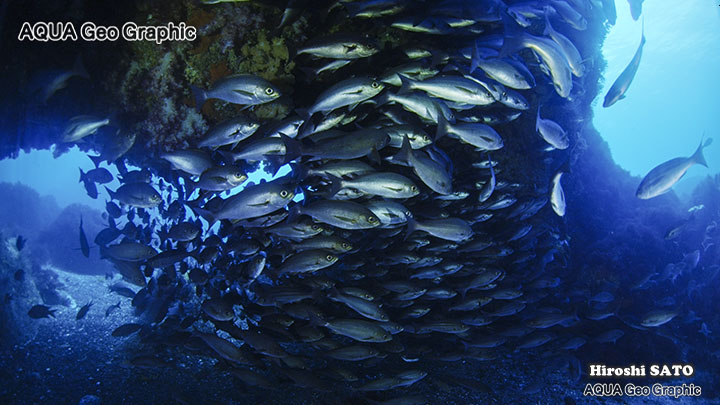 ダイビング　野田浜　伊豆大島　伊豆諸島　伊豆七島　水中撮影　水中映像　水中写真 多摩島しょ部