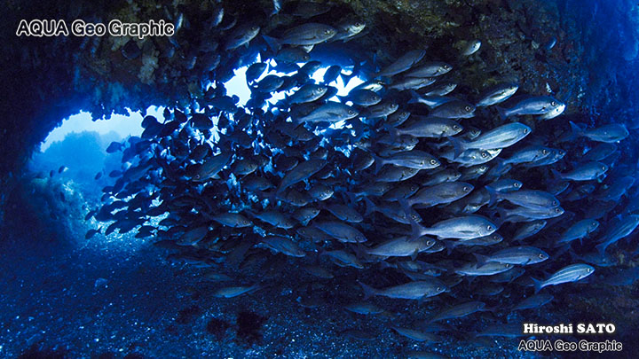 ダイビング　野田浜　伊豆大島　伊豆諸島　伊豆七島　水中撮影　水中映像　水中写真 多摩島しょ部