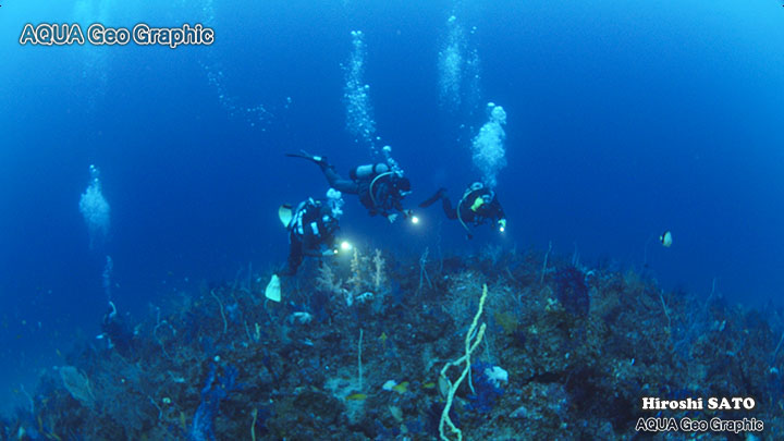 秋の浜 ダイビング ダイバー　伊豆大島　伊豆諸島　伊豆七島　水中撮影　水中映像　水中写真 多摩島しょ部