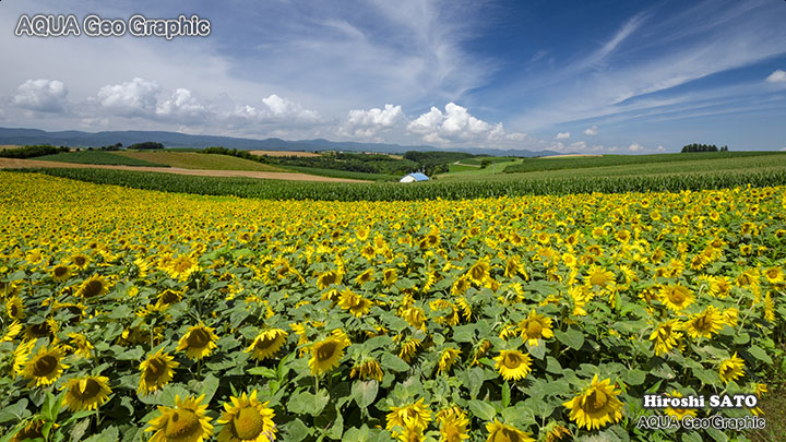 北海道 美瑛の丘 日本の絶景 絶景スポット 新栄の丘展望公園