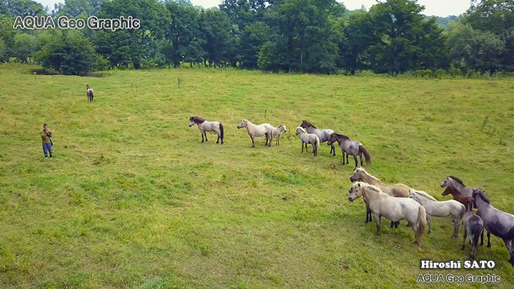 北海道 牧場 ばん馬 十勝平野 Drone ドローン DJI 空撮 mavicpro