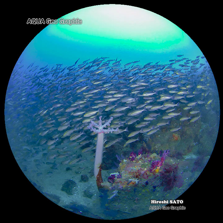 360VR 秋の浜 水中VR映像 伊豆大島ジオパーク 水中景観 