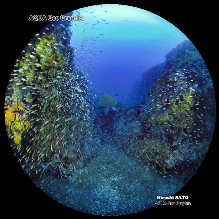 360VR トリプルアーチ ウミガメ 水中VR映像 伊豆大島ジオパーク 水中景観 