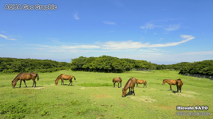 伊豆大島 三原山 ブルーヘイズ農場 与那国馬 乗馬