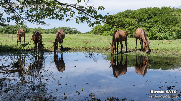 伊豆大島 三原山 ブルーヘイズ農場 与那国馬 乗馬