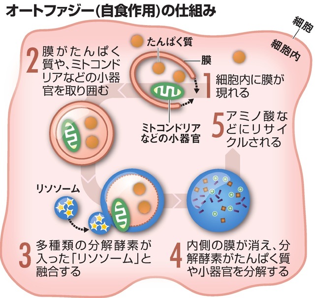 オートファジーに関するタイムラインビューアー：朝日新聞デジタル