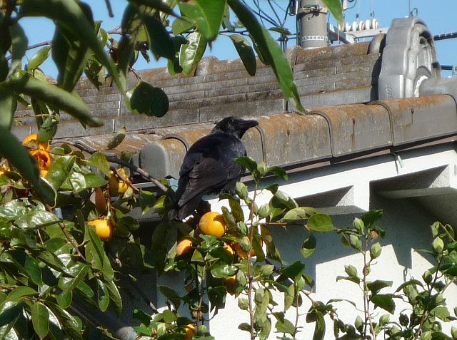 クリックで拡大