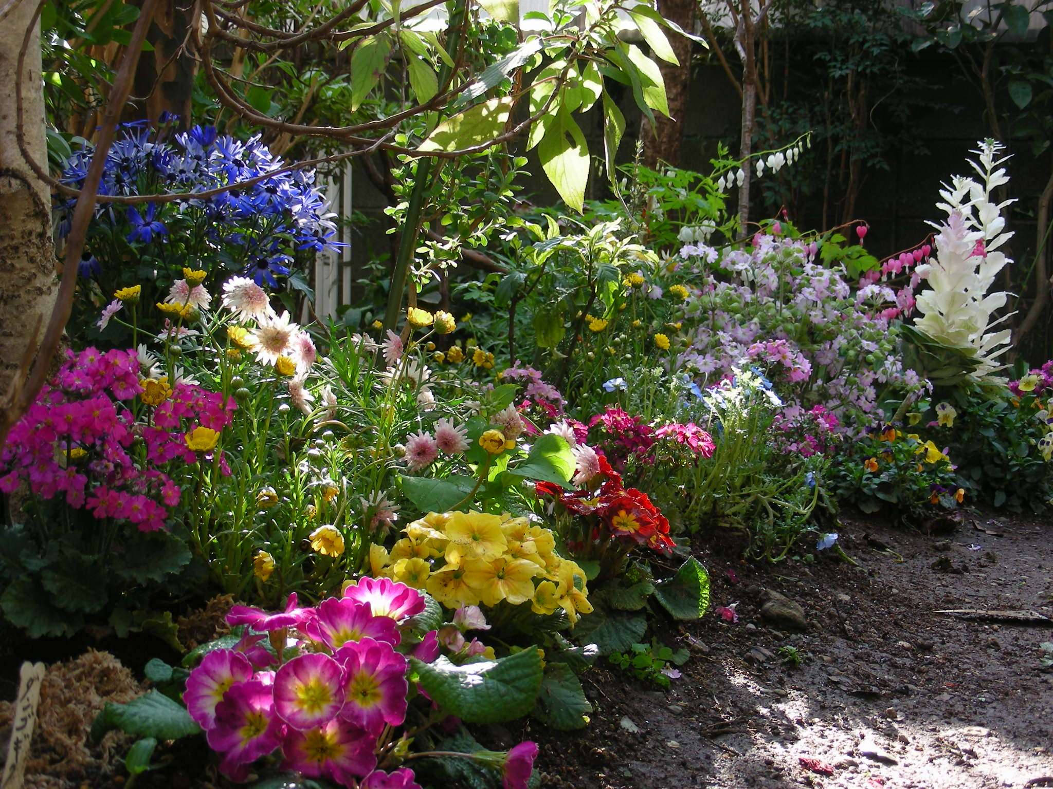 冬を鮮やかに彩る花 寒さに強い宿根草 花が少ない時期にポップな色彩の花を咲かせるプリムラ 広島のガーデンコーディネーター ゆっこの庭 寄せ植え教室