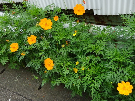 黄花コスモス きばなコスモス お気に入りの一枚 黄花コスモス きばなコスモス お気に入りの一枚