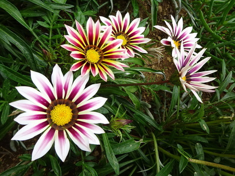 ガザニア お気に入りの一枚 ガザニア お気に入りの一枚