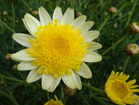 マーガレット お気に入りの一枚 マーガレット お気に入りの一枚