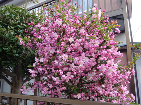 花海棠 はなかいどう お気に入りの一枚 花海棠 はなかいどう お気に入りの一枚