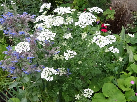 オルレア ホワイトレース お気に入りの一枚 オルレア ホワイトレース お気に入りの一枚