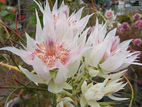 南国の花系 その2 セルリア ブラッシングブライド お気に入りの一枚