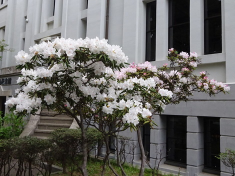 石楠花 しゃくなげ 日本石楠花 にほんしゃくなげ お気に入りの一枚