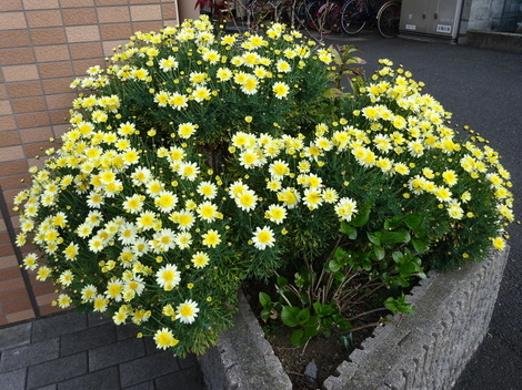 マーガレット お気に入りの一枚 マーガレット お気に入りの一枚