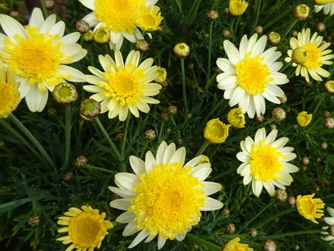 マーガレット お気に入りの一枚 マーガレット お気に入りの一枚