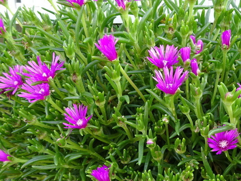 松葉菊 まつばぎく お気に入りの一枚 松葉菊 まつばぎく お気に入りの一枚