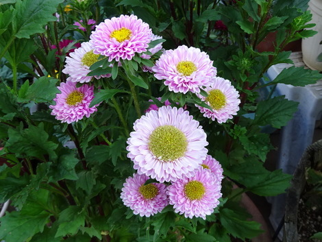 ポットマム お気に入りの一枚 ポットマム お気に入りの一枚