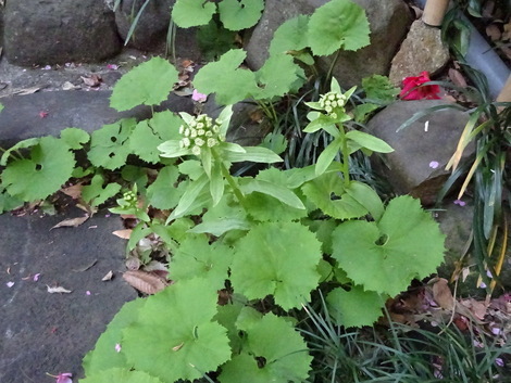 蕗 ふき お気に入りの一枚 蕗 ふき お気に入りの一枚