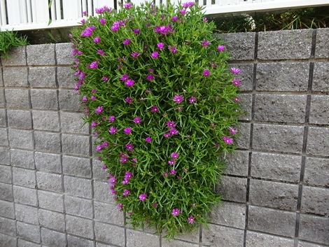 松葉菊 まつばぎく お気に入りの一枚 松葉菊 まつばぎく お気に入りの一枚