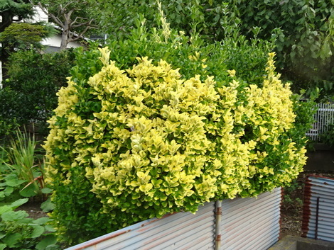 黄金マサキ 柾 お気に入りの一枚 黄金マサキ 柾 お気に入りの一枚