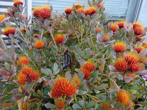 南国系の花 その1 リューコスペルマム カリプソオレンジ お気に入りの一枚 南国系の花 その1 リューコスペルマム カリプソオレンジ お気に入りの一枚