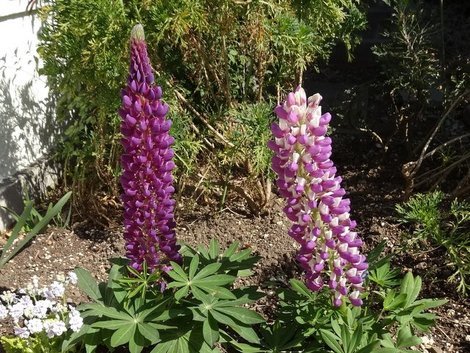 ルピナス お気に入りの一枚 ルピナス お気に入りの一枚