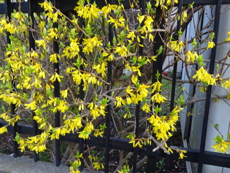 黄色の花が咲く木 連翹 れんぎょう お気に入りの一枚