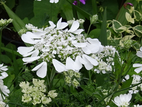 オルレア ホワイトレース お気に入りの一枚 オルレア ホワイトレース お気に入りの一枚