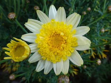 マーガレット お気に入りの一枚 マーガレット お気に入りの一枚