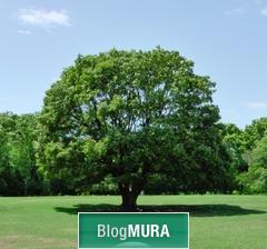 ブログランキング・にほんブログ村へ